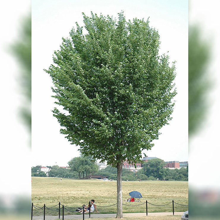 Elm Tree, Princeton, BB 2"