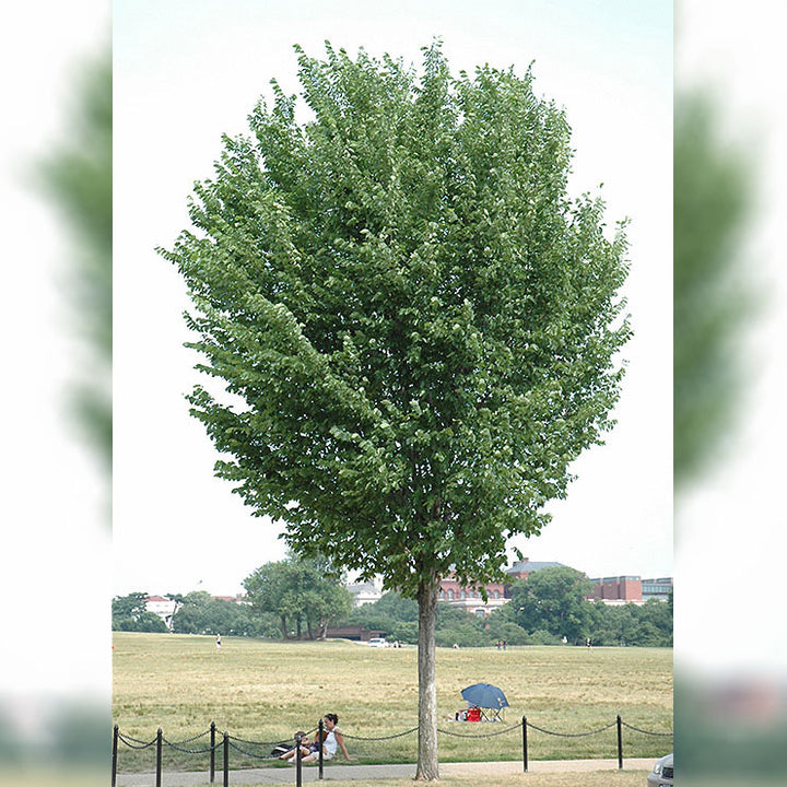 Elm Tree, Princeton, BB 2"