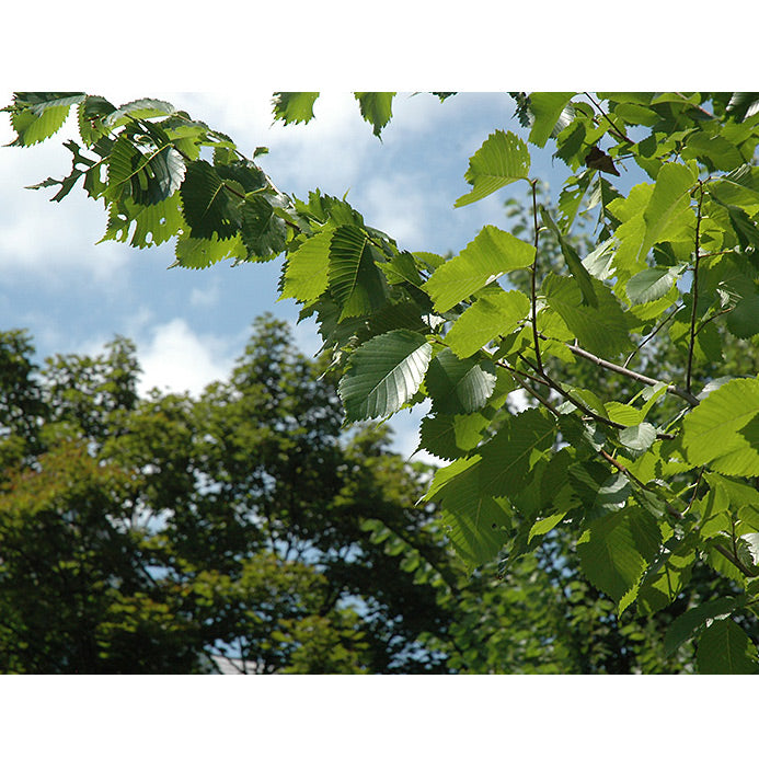 Elm Tree, Princeton, BB 2"