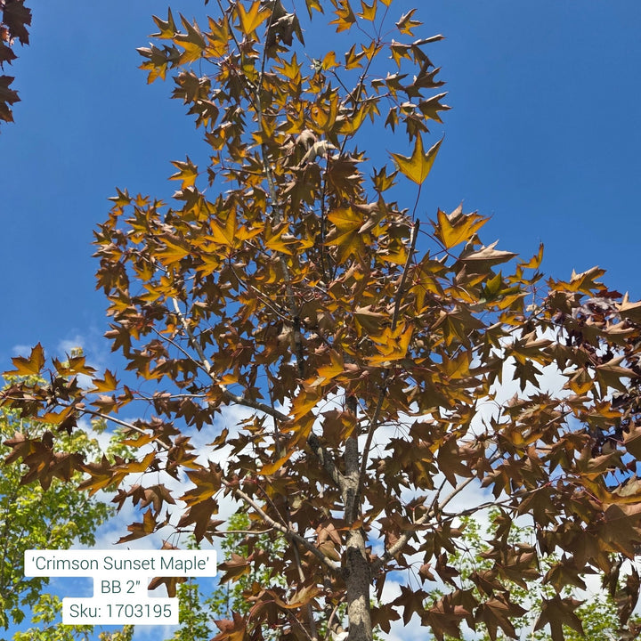 Crimson Sunset Maple Tree B&B 2" Caliper