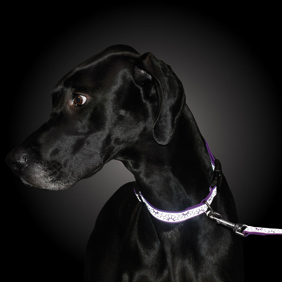3/8" Reflective Leash