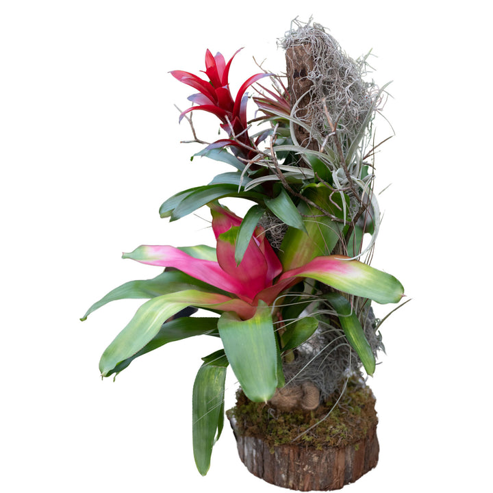 Bromeliad Tree, Live Tropical Plant, 24"