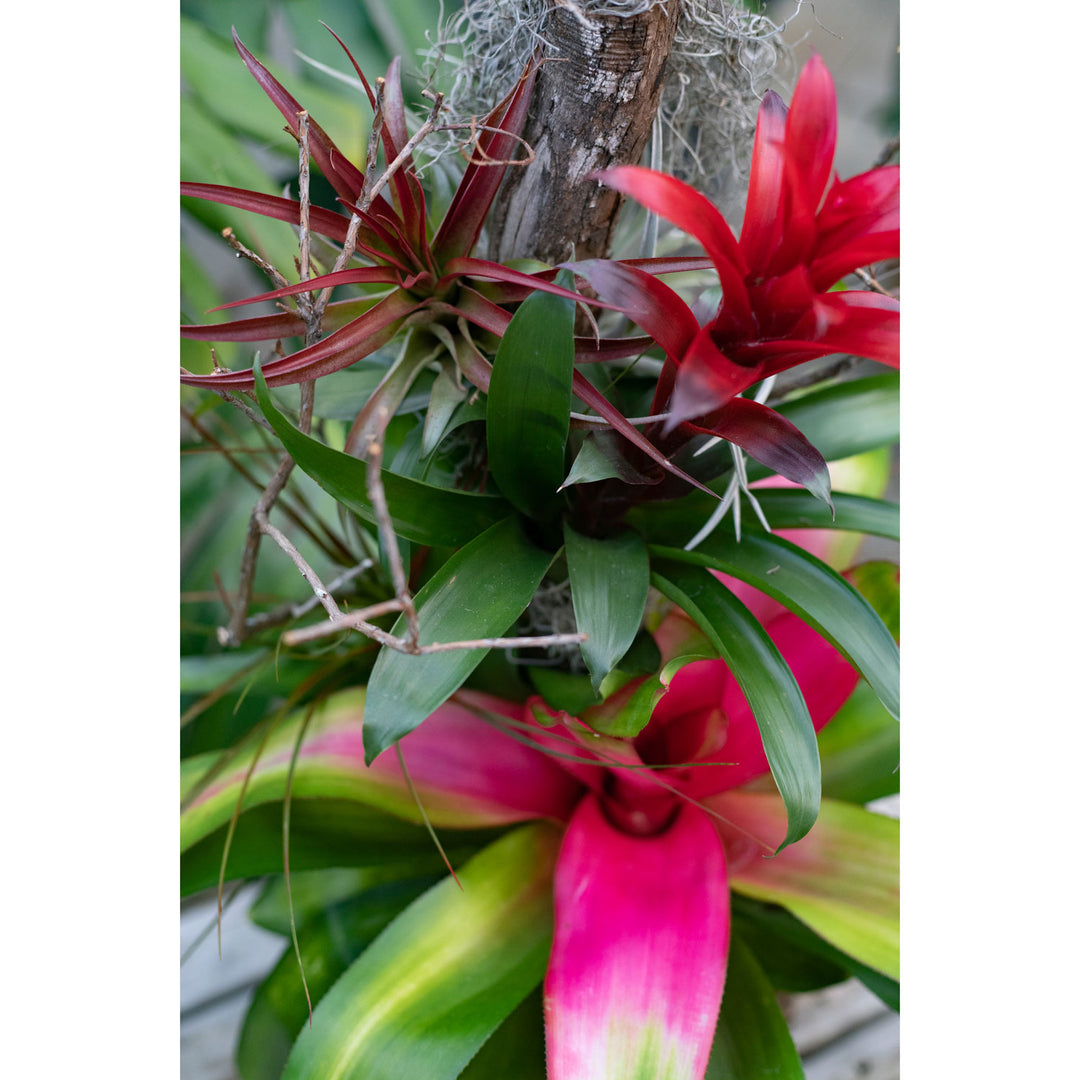 Bromeliad Tree, Live Tropical Plant, 24"