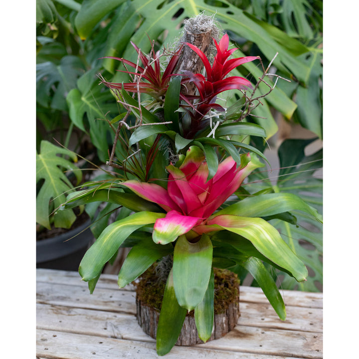 Bromeliad Tree, Live Tropical Plant, 24"