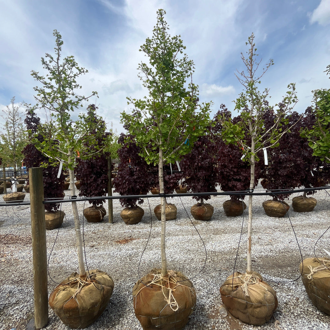 Baldcypress - Taxodium distichum - 84" Ball & Burlap Tree