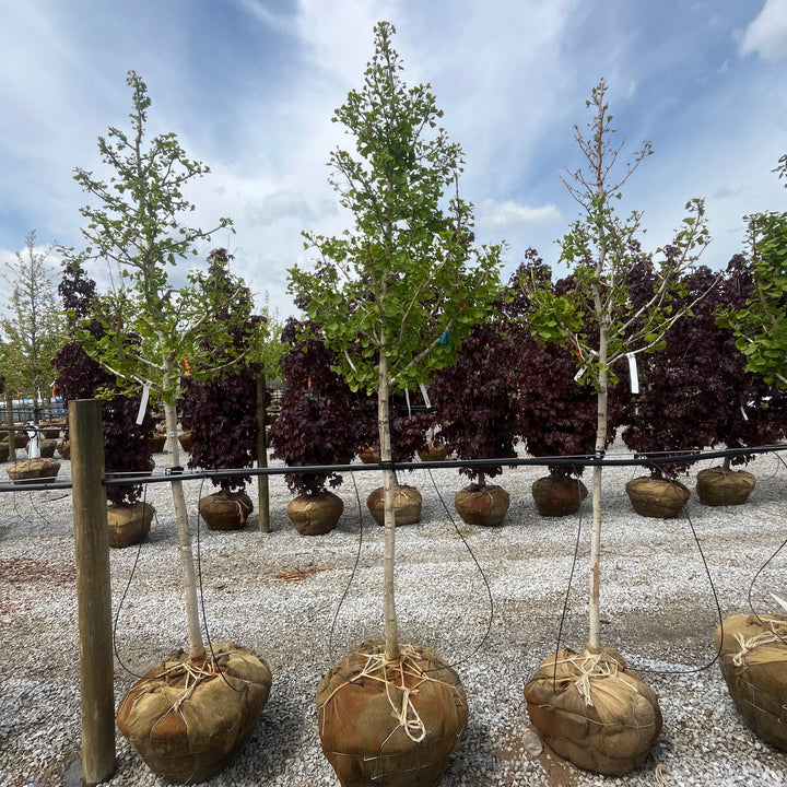 Baldcypress - Taxodium distichum - 84" Ball & Burlap Tree