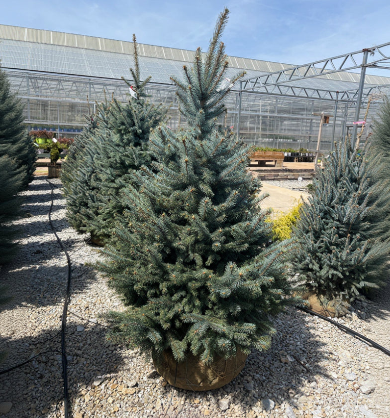Baby Blue Spruce - Picea pungens - 5-6 Foot Ball & Burlap Tree