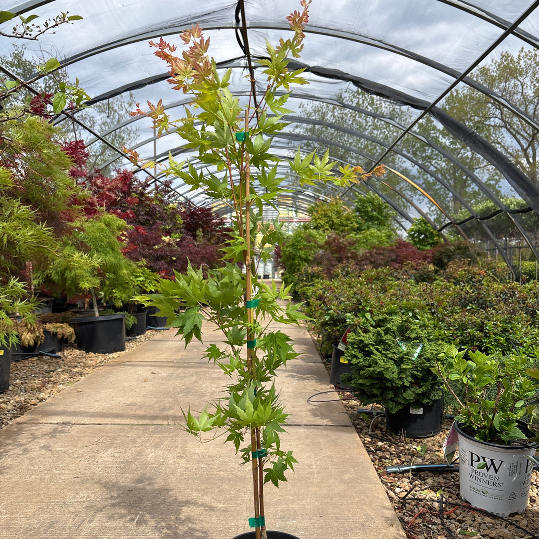 Coral Bark Japanese Maple - Acer palmatum 'Sango Kaku' - 1 Gallon Potted Tree