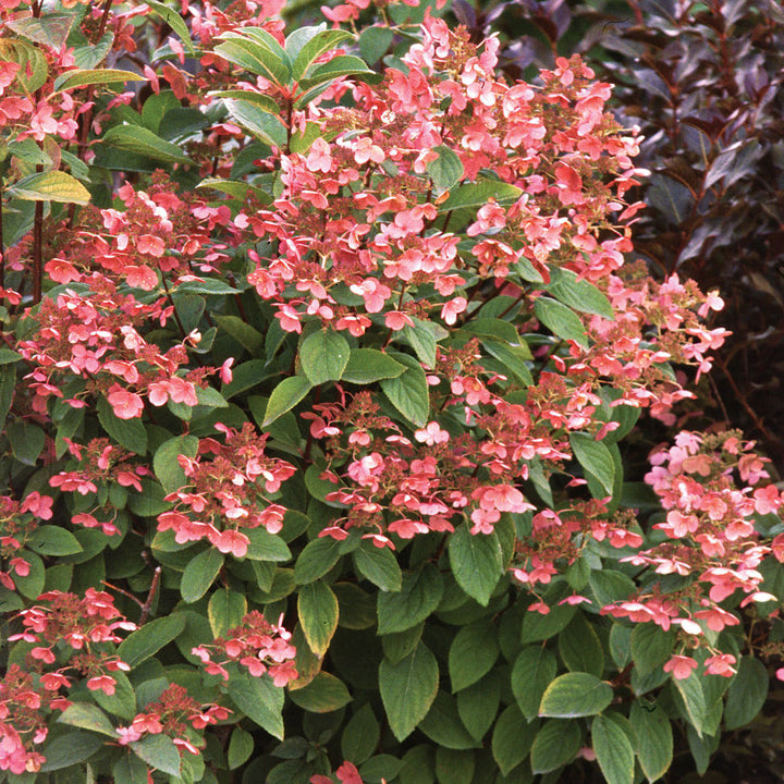 Hydrangea, Quick Fire Flowering Shrub, Quart-Size Pot