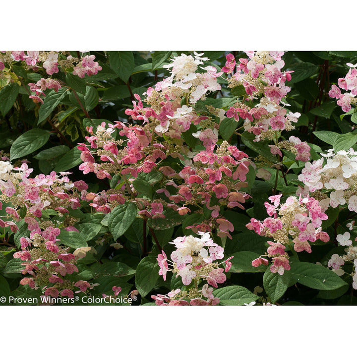 Hydrangea, Quick Fire Flowering Shrub, Quart-Size Pot