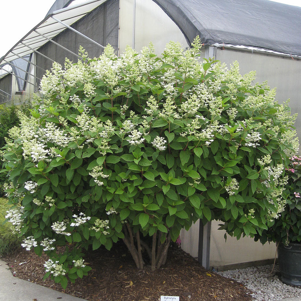 Hydrangea, Quick Fire Flowering Shrub, Quart-Size Pot