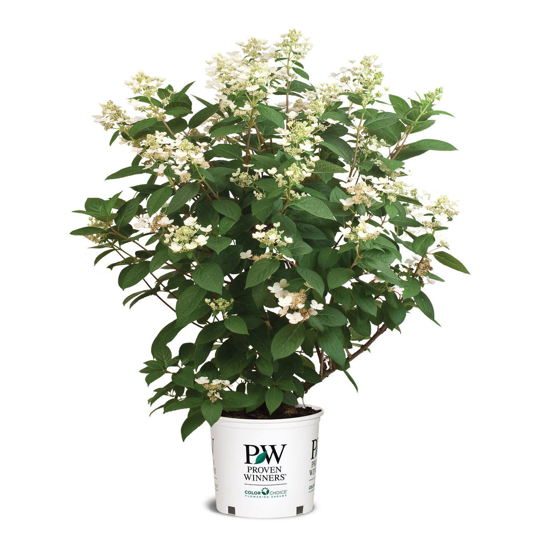 Hydrangea, Quick Fire Flowering Shrub, Quart-Size Pot