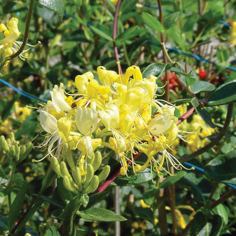 Honeysuckle, Scentsation Flowering Shrub, Quart-Sized Pot