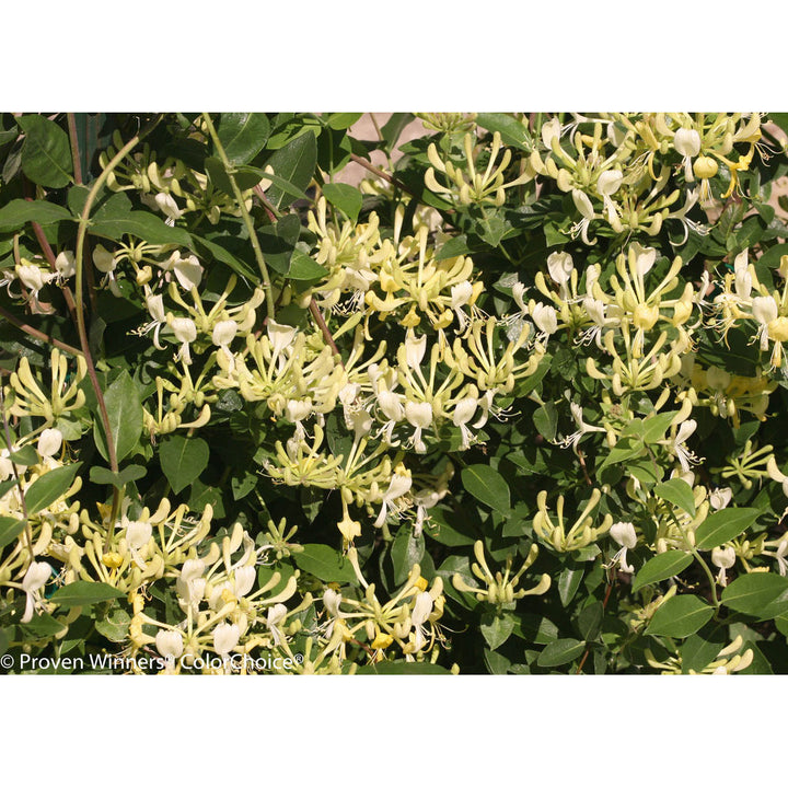 Honeysuckle, Scentsation Flowering Shrub, Quart-Sized Pot