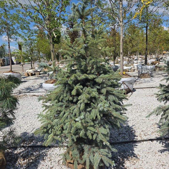 Fat Albert Spruce Tree, B&B 3-4ft