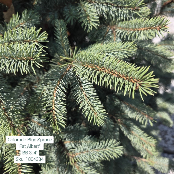 Fat Albert Spruce Tree, B&B 3-4ft
