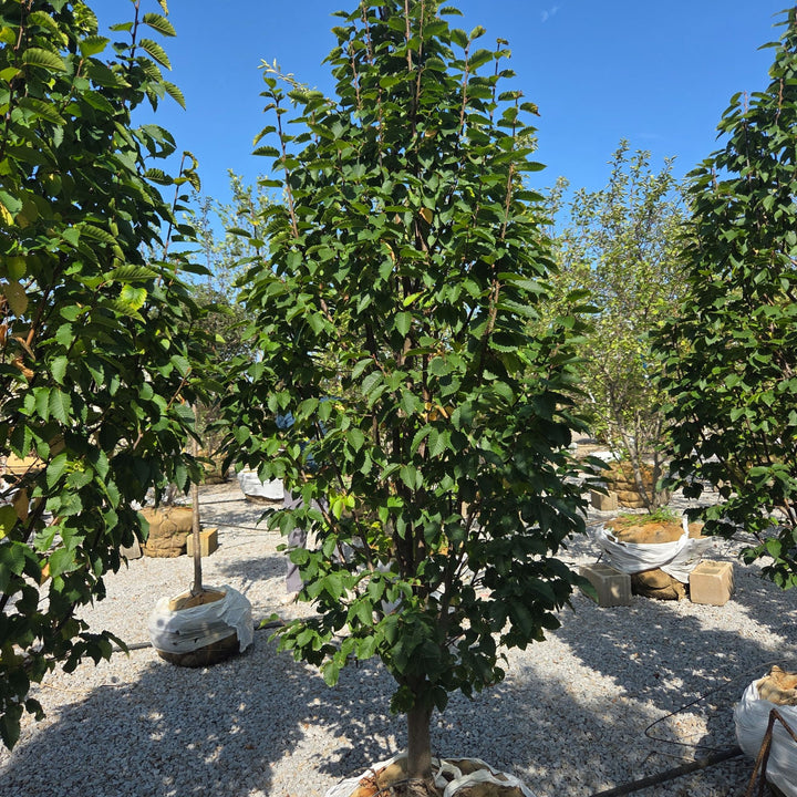 Emerald Avenue Hornbeam Tree B&B 2" Caliper