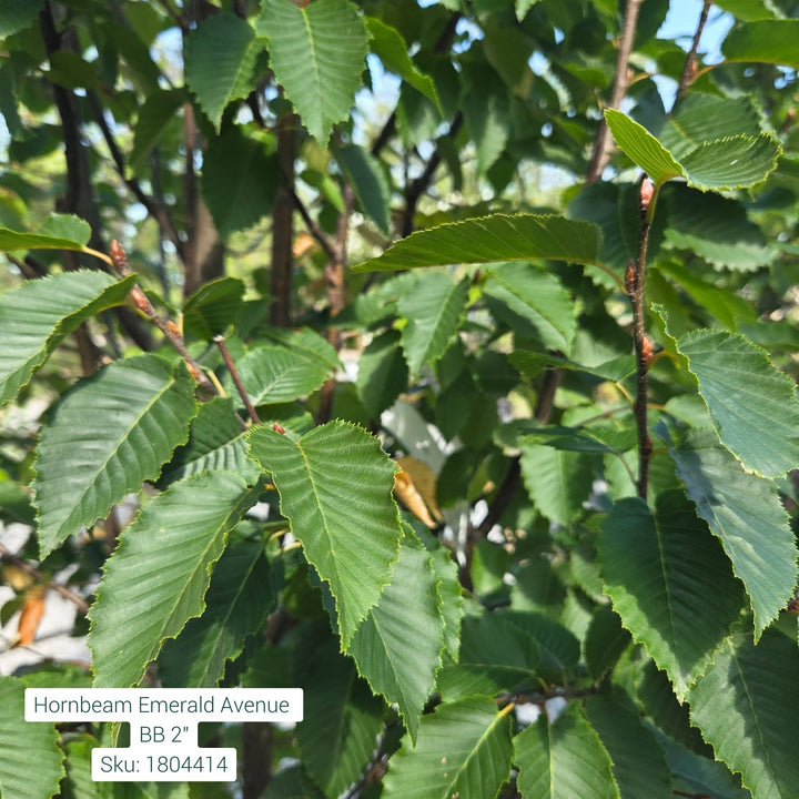 Emerald Avenue Hornbeam Tree B&B 2" Caliper