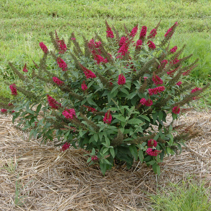 Butterfly Bush, Miss Molly Flowering Shrub, Quart-Sized Pot