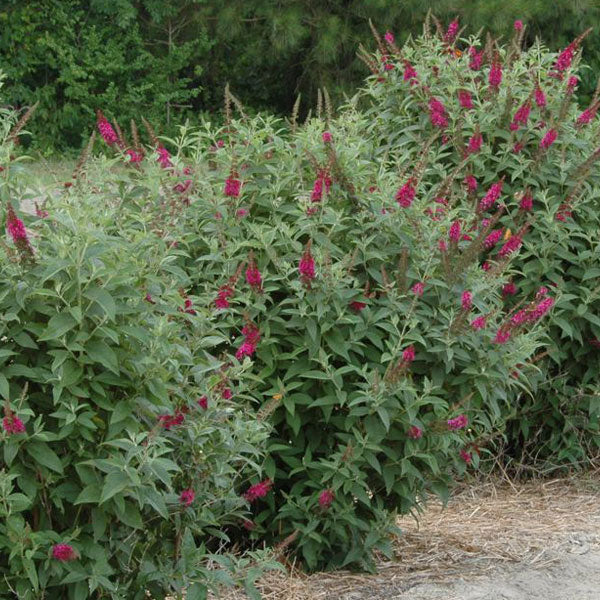 Butterfly Bush, Miss Molly Flowering Shrub, Quart-Sized Pot