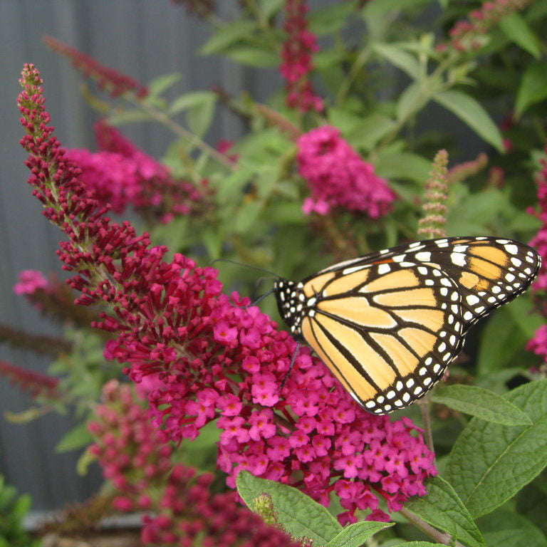 Butterfly Bush, Miss Molly Flowering Shrub, Quart-Sized Pot