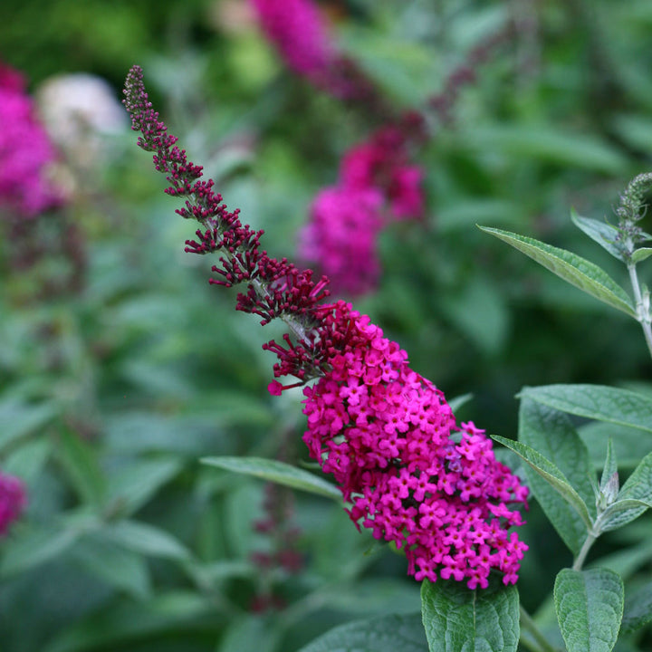 Butterfly Bush, Miss Molly Flowering Shrub, Quart-Sized Pot