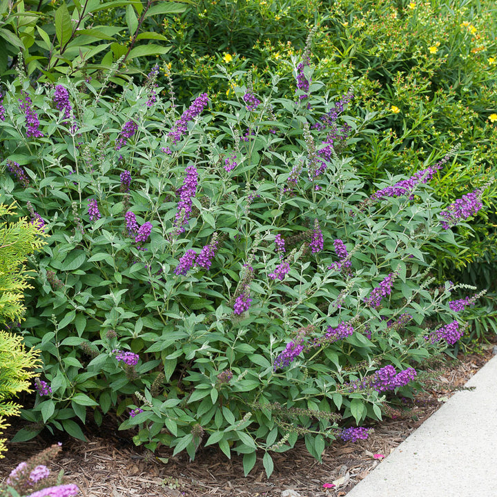 Butterfly Bush, Miss Violet Flowering Shrub, Quart-Sized Pot