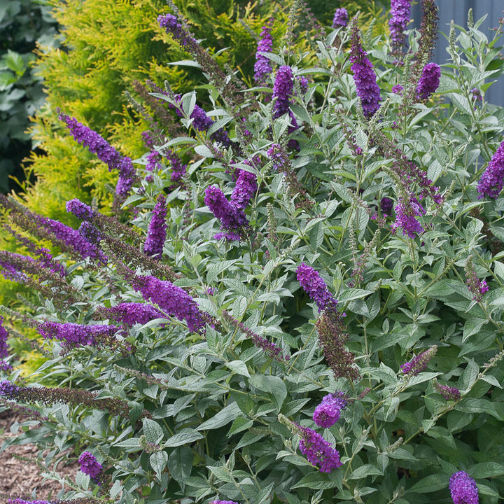 Butterfly Bush, Miss Violet Flowering Shrub, Quart-Sized Pot