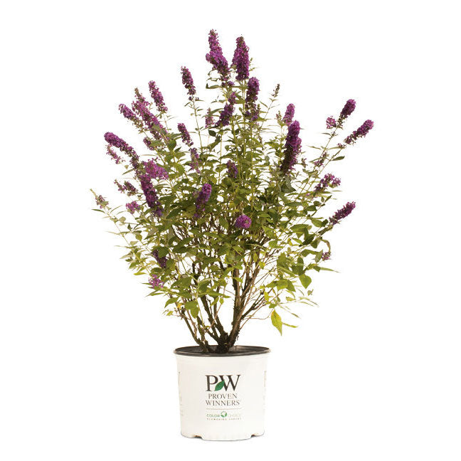 Butterfly Bush, Miss Violet Flowering Shrub, Quart-Sized Pot