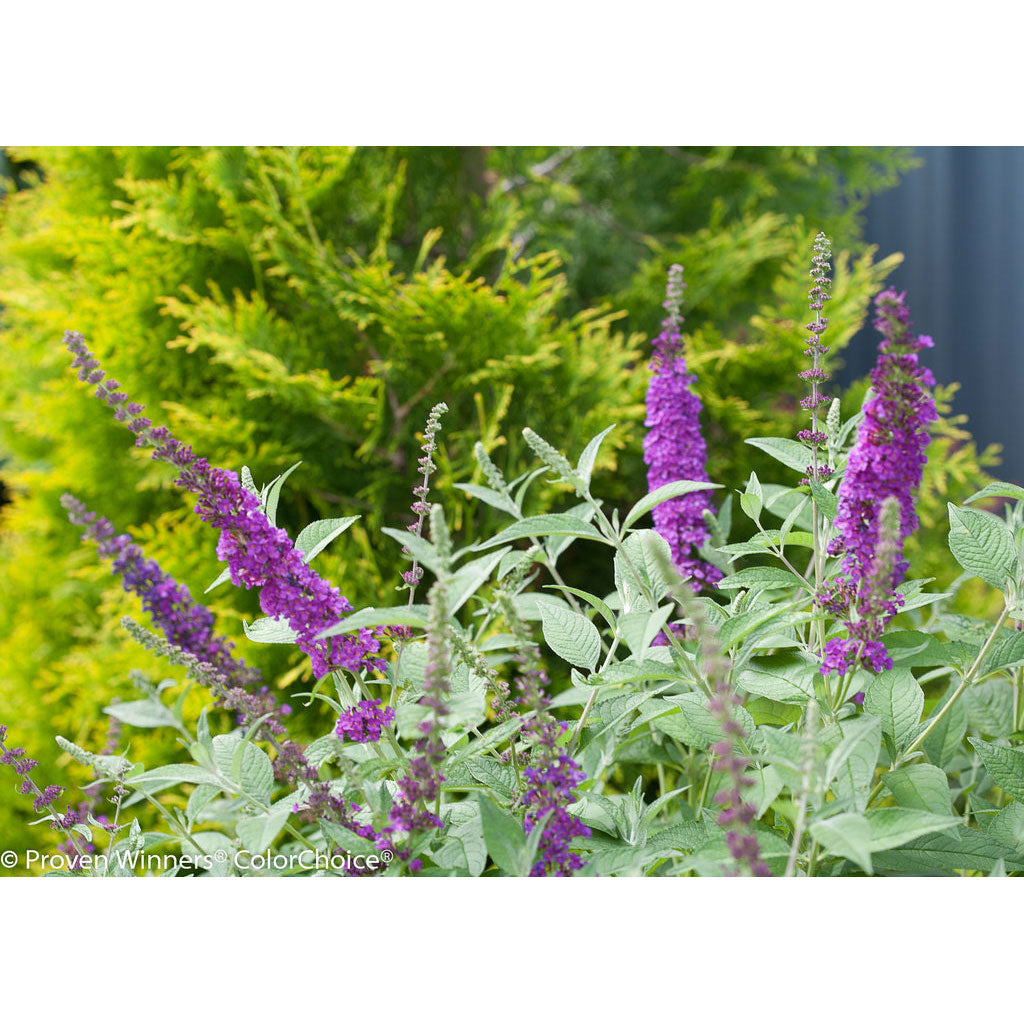 Butterfly Bush, Miss Violet Flowering Shrub, Quart-Sized Pot