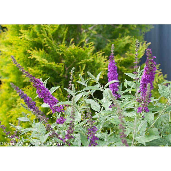 Butterfly Bush, Miss Violet Flowering Shrub, Quart-Sized Pot