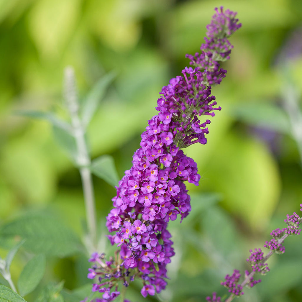 Butterfly Bush, Miss Violet Flowering Shrub, Quart-Sized Pot