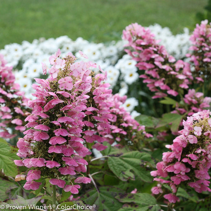 Hydrangea, Gatsby Pink Oakleaf Flowering Starter Shrub, Quart-Size Pot