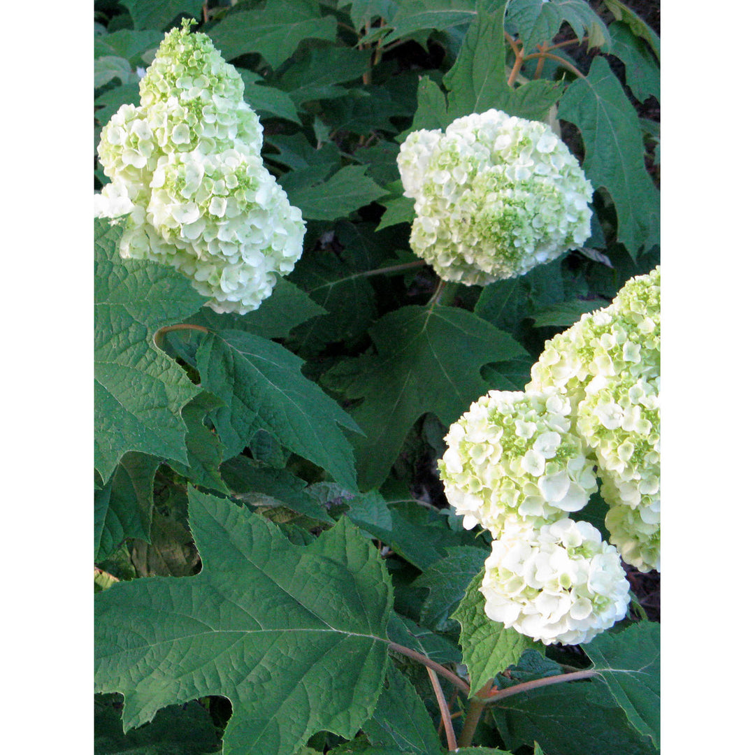 Hydrangea, Gatsby Moon Oakleaf Flowering Starter Shrub, Quart-Sized Pot