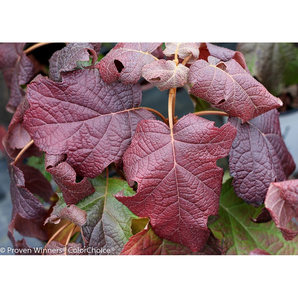 Hydrangea, Gatsby Moon Oakleaf Flowering Starter Shrub, Quart-Sized Pot