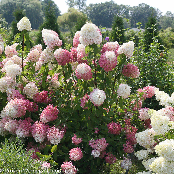 Hydrangea, Zinfin Doll Flowering Starter Shrub, Quart-Sized Pot