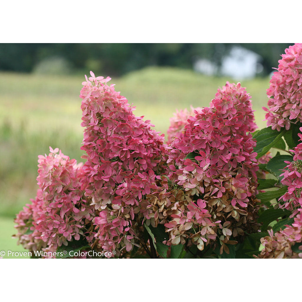 Hydrangea, Zinfin Doll Flowering Starter Shrub, Quart-Sized Pot