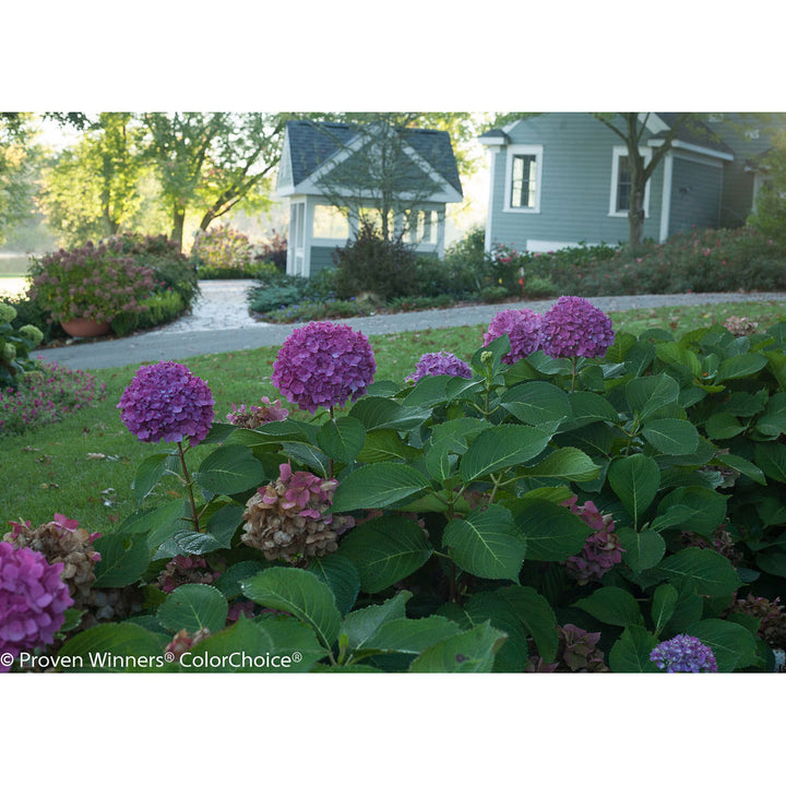 Hydrangea, Let's Dance Rave Bigleaf, Quart-Sized Pot