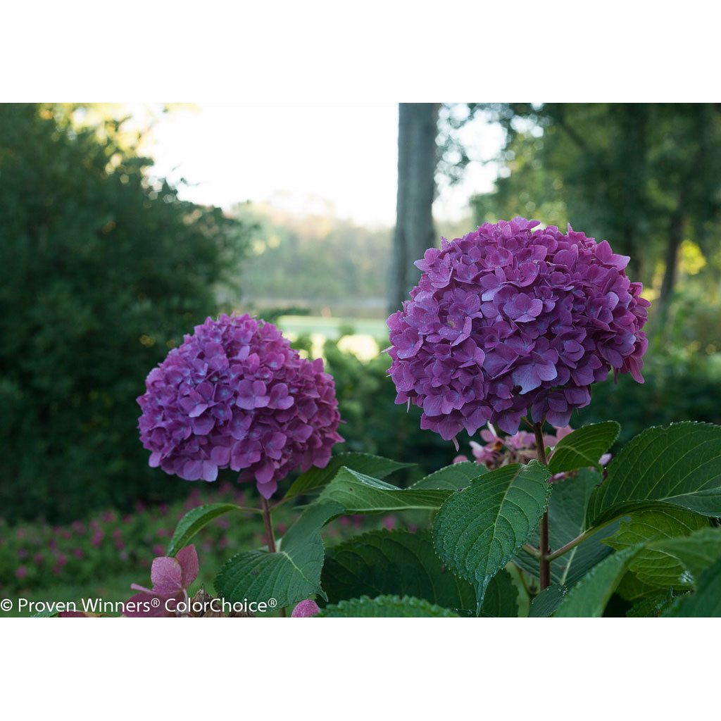 Hydrangea, Let's Dance Rave Bigleaf, Quart-Sized Pot