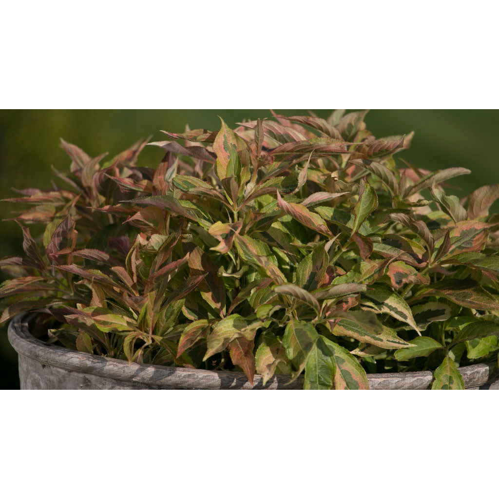 Weigela, My Monet Sunset Flowering Shrub, Quart-Sized Pot