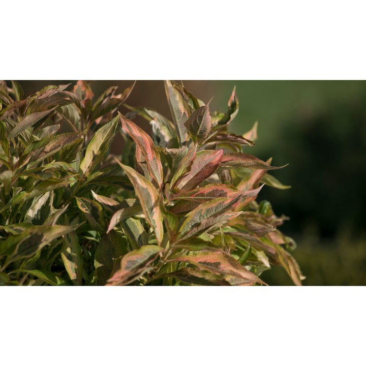 Weigela, My Monet Sunset Flowering Shrub, Quart-Sized Pot