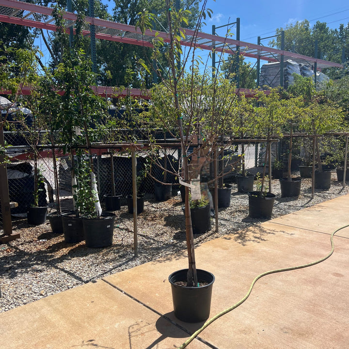 Crabapple Sugar Tyme Tree, 15 Gal.