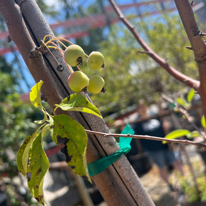 Crabapple Sugar Tyme Tree, 15 Gal.