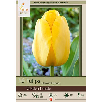 Netherland Bulb Co. Tulip, Golden Parade Bulbs