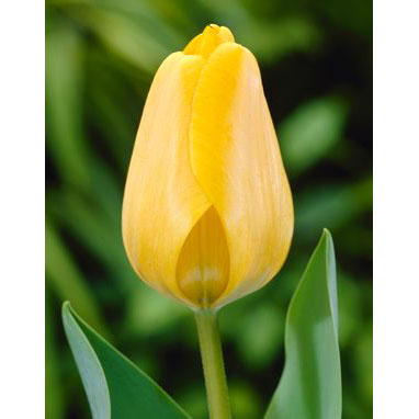 Netherland Bulb Co. Tulip, Golden Parade Bulbs