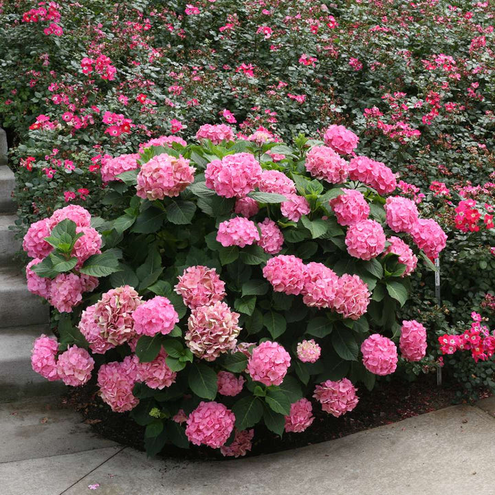 Hydrangea, Let's Dance Big Easy Bigleaf Flowering Shrub, Quart-Size Pot