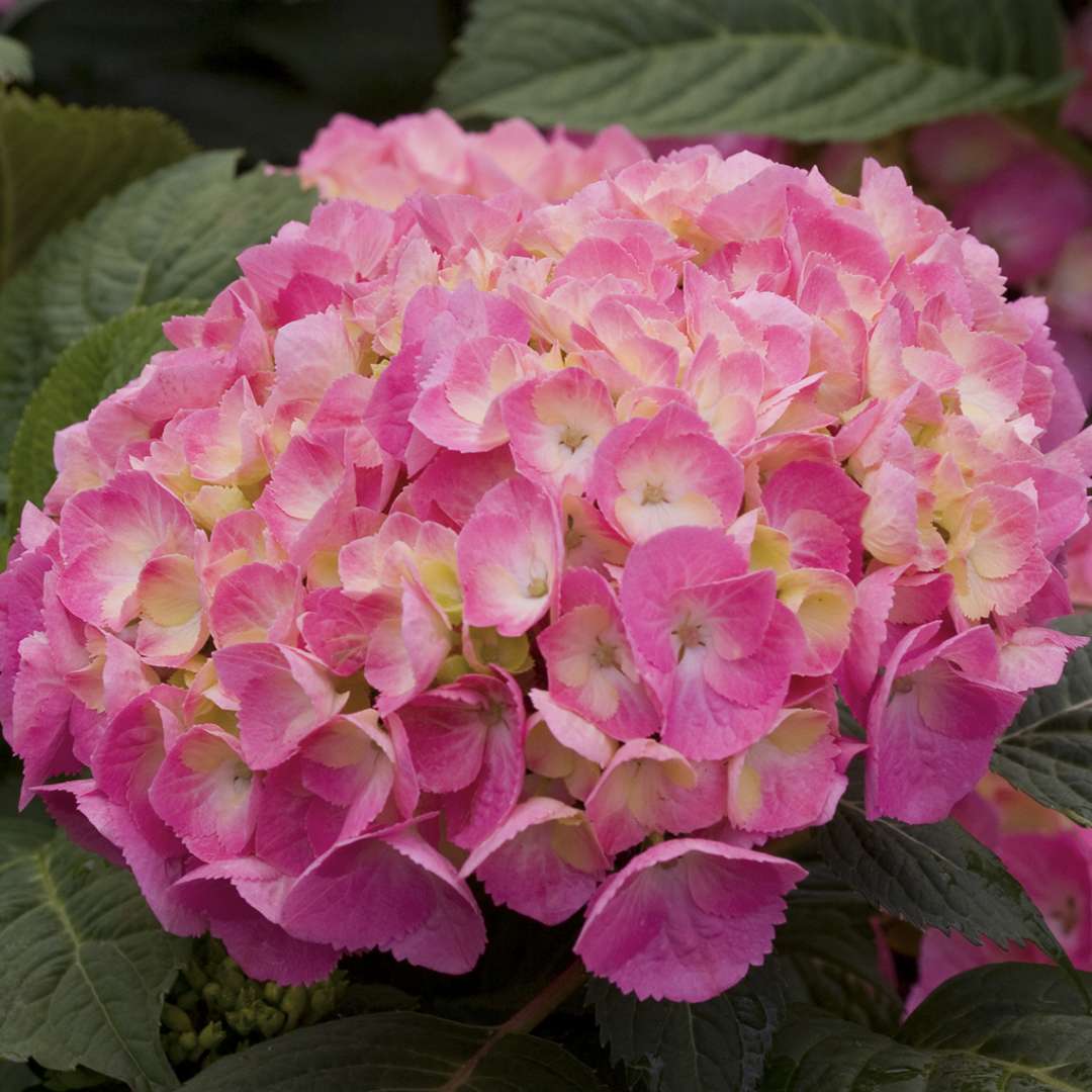 Hydrangea, Let's Dance Big Easy Bigleaf Flowering Shrub, Quart-Size Pot