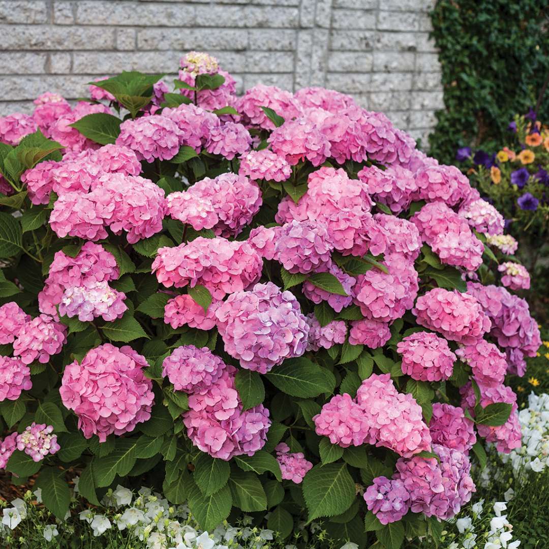 Hydrangea, Let's Dance Big Easy Bigleaf Flowering Shrub, Quart-Size Pot