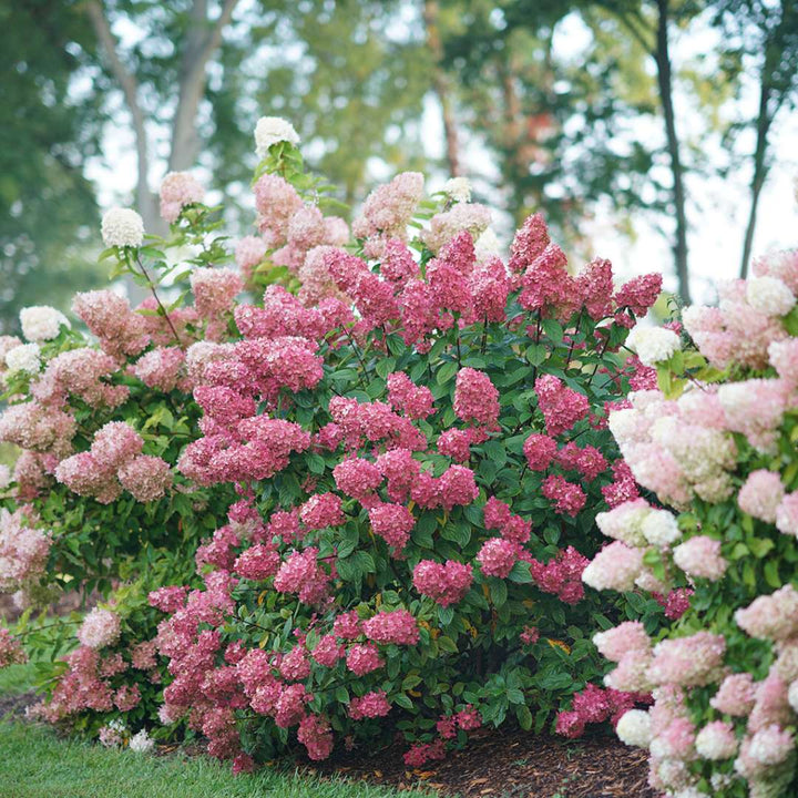 Hydrangea, Fire Light® Flowering Shrub, Quart-Sized Pot