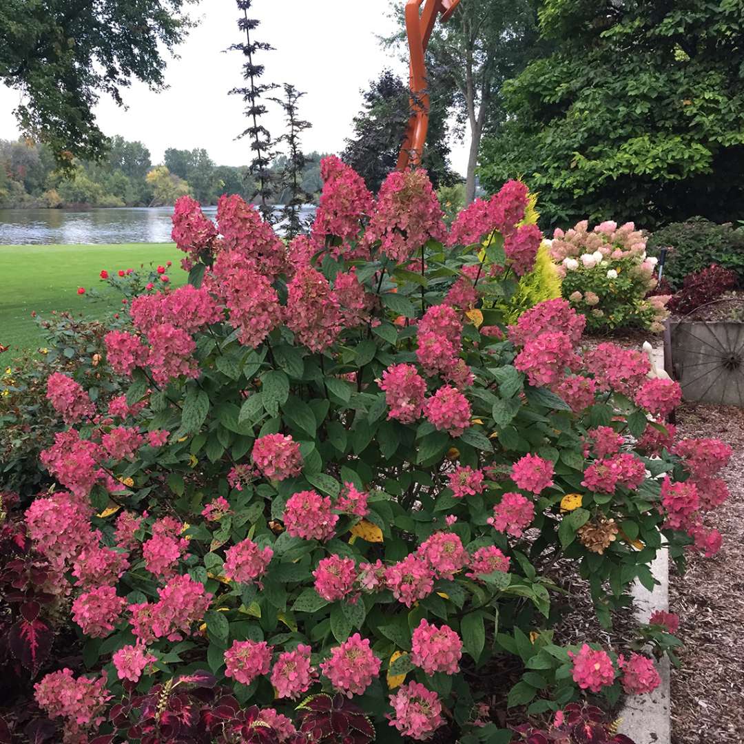 Hydrangea, Fire Light® Flowering Shrub, Quart-Sized Pot